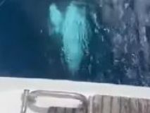 El inquietante momento en el que una orca golpea una embarcación frente a la costa vasca
