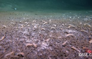 Descubren vida marina quimiosintética a casi 10 kilómetros de profundidad
