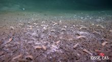 Descubren vida marina quimiosintética a casi 10 kilómetros de profundidad