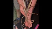 Hallada una nueva especie gigante de insecto palo en Australia