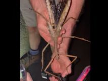 Hallada una nueva especie gigante de insecto palo en Australia