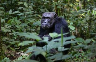 Los chimpancés aprenden a comunicarse a través de sus madres