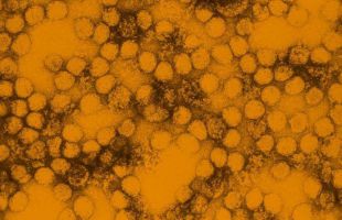¿Por qué la vacuna contra la fiebre amarilla es tan eficaz?