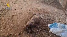 La Guardia Civil halla 32 perros muertos por inanición en una finca de Badajoz