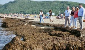 Retiradas 650 toneladas de algas asiáticas invasoras en Noja
