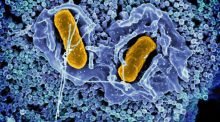 Nueve hospitalizados y 478 afectados por el brote de salmonelosis en Barbastro (Huesca)