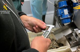 Intervenidas cerca de 7 toneladas de almejas japonesas no aptas para consumo humano en Huelva