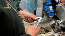 Intervenidas cerca de 7 toneladas de almejas japonesas no aptas para consumo humano en Huelva