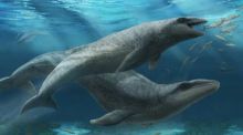 Hallada una especie extinta de ballena con dientes afilados y ojos como pelotas de tenis
