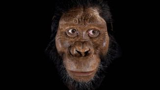 Los huesos de Lucy viajan por primera vez de Etiopía a Europa