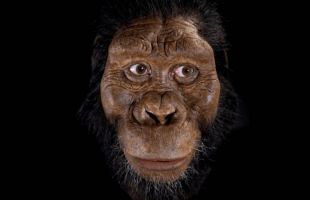Los huesos de Lucy viajan por primera vez de Etiopía a Europa