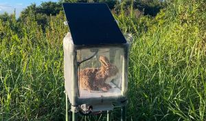Florida declara la guerra a la pitón birmana con conejos robots