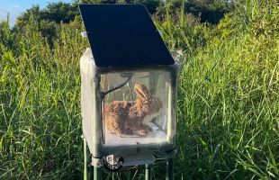 Florida declara la guerra a la pitón birmana con conejos robots