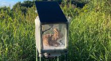 Florida declara la guerra a la pitón birmana con conejos robots