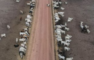 La ganadería sostenible podría frenar las emisiones de metano en Brasil, según ecologistas