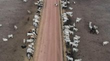 La ganadería sostenible podría frenar las emisiones de metano en Brasil, según ecologistas