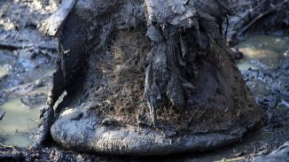 Encuentran ADN microbiano en restos de mamuts con más de 1,1 millones de años