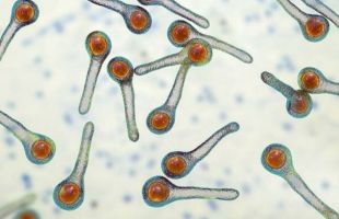 Tétanos y difteria: sugieren abandonar las vacunas de refuerzo