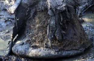 Encuentran ADN microbiano en restos de mamuts con más de 1,1 millones de años