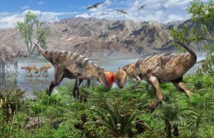 Hallada la especie más antigua y completa de paquicefalosaurio, el 'dinosaurio domo'