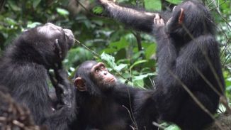 Los chimpancés consumen el equivalente a dos copas de alcohol al día