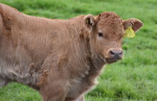 Identificado el primer caso de dermatosis nodular en España