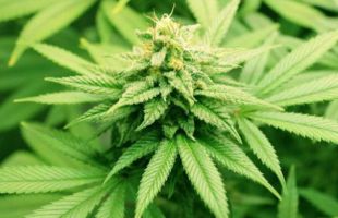 Llega el cannabis medicinal: prescrito por el médico y dispensando en hospital