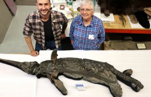 Hallado en Inglaterra el esqueleto casi completo de una nueva especie de ictiosaurio