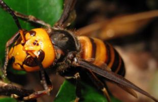 Un concejal del PP en Galicia fallece tras ser atacado por avispas velutinas