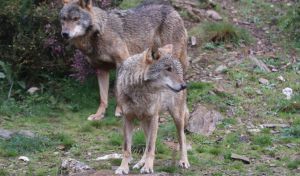 Diez años de lobo ibérico en semilibertad en la Sierra de la Culebra