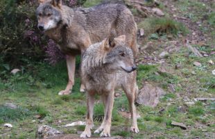 Diez años de lobo ibérico en semilibertad en la Sierra de la Culebra