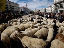 Miles de ovejas y cabras toman el centro de Madrid en la Fiesta de la Trashumancia