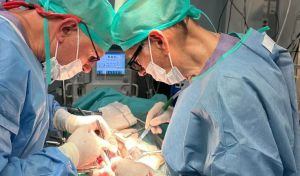 Primer trasplante a cerdos de riñones porcinos modificados con organoides humanos