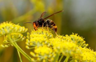 La avispa velutina coloniza Galicia: alarma tras tres fallecidos por su picadura