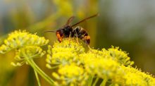 La avispa velutina coloniza Galicia: alarma tras tres fallecidos por su picadura