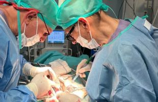 Primer trasplante a cerdos de riñones porcinos modificados con organoides humanos