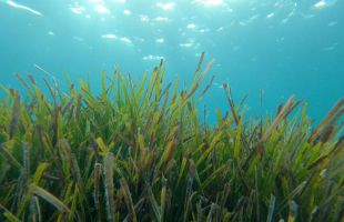 Crean el primer inventario mundial del carbono retenido por las praderas submarinas