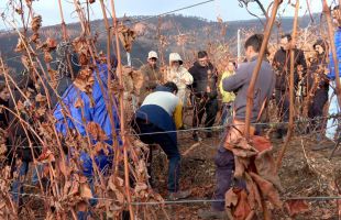 CaixaBank apoya con un curso de poda a productores afectados por los incendios de verano