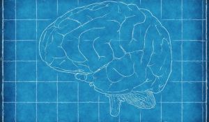 Un atlas asistido por IA representa el cerebro humano con un detalle sin precedentes