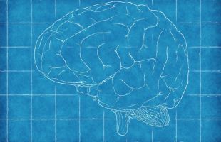 Un atlas asistido por IA representa el cerebro humano con un detalle sin precedentes