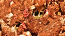 El Gobierno prohíbe criar aves de corral al aire libre por el aumento de casos de gripe aviar