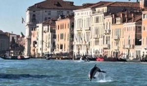 Sorpresa en Venecia: un delfín haciendo acrobacias frente a la Plaza de San Marcos