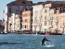Sorpresa en Venecia: un delfín haciendo acrobacias frente a la Plaza de San Marcos