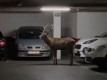 La inusual imagen de un ciervo en un aparcamiento en pleno centro de Zamora