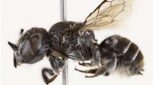 La abeja 'Lucifer': hallada una nueva especie en Australia con 'cuernos demoníacos'