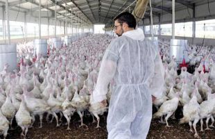 El Gobierno confina todas las granjas de aves de corral al aire libre