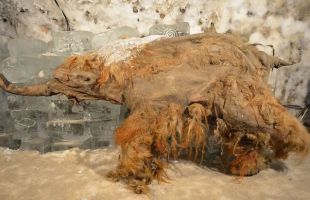 El ARN más antiguo del mundo, extraído de un mamut lanudo de 40.000 años