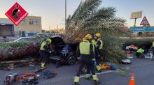 Fallece un conductor de 22 años al caerle una palmera en Torrevieja