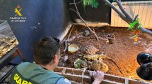 Intervenidos casi 500 animales exóticos protegidos en un falso refugio en Ávila