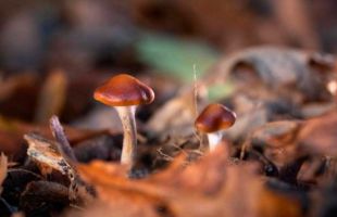 Las lluvias empujan una tardía campaña de setas que teme por las heladas